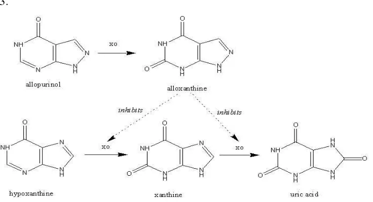 Gambar 3. Mekanisme Kerja Allopurinol dengan Menghambat Xantin Oksidase (Anonim, 2002) 