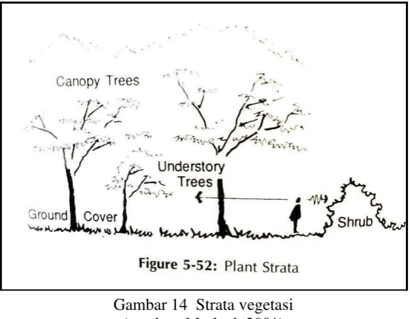 Gambar 14  Strata vegetasi 