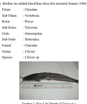 Gambar 1. Ikan Lele Dumbo (Clarias sp.) 