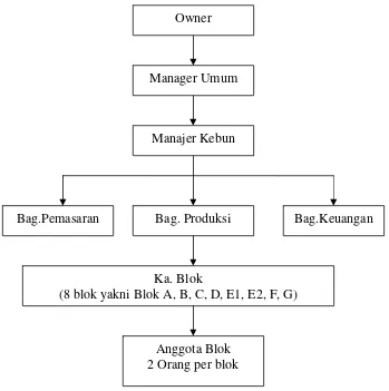 Gambar 8. Struktur Organisasi Permata Hati Organic Farm Tahun 2008. Sumber: Perusahaan Permata Hati Organic Farm, (2008) 