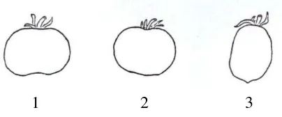 Gambar 2. Bentuk buah tomat dalam penampang membujur 