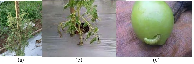 Gambar 3.  Kondisi tanaman dan buah tomat di lapang 
