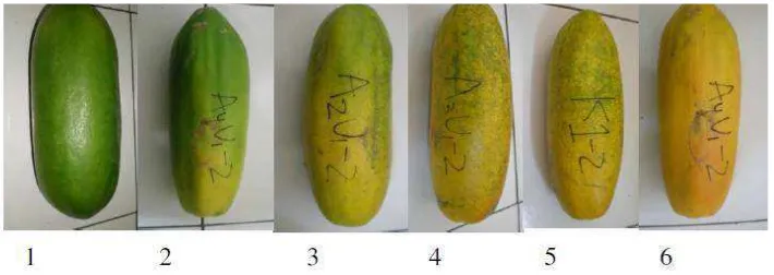 Gambar 2.  Indeks kematangan buah pepaya Callina dengan skor warna:           1:Hijau, 2:Hijau dengan sedikit kuning, 3:Hijau kekuningan, 4:Kuning lebih banyak dari pada hijau,5:Kuning dengan ujung sedikit hijau, 6:Kuning penuh