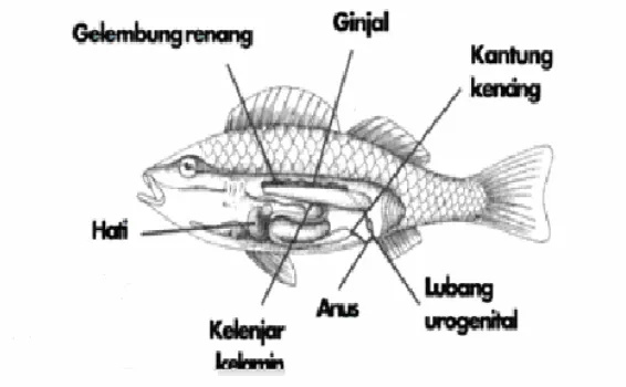 Gambar 2.1. Sistem ekskresi pada ikan 