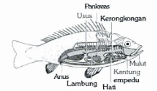 Gambar 2.2. Sistem pencernaan pada ikan 