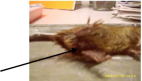 Gambar 9. Anatomi tikus sehat atau tidak mengonsumsi racun
