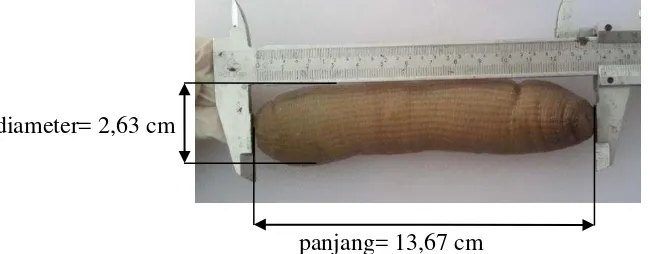 Gambar 2 Pengukuran morfometrik cacing S. australe 