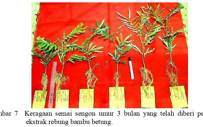 Tabel 7 Sidik ragam pengaruh dosis ekstrak rebung bambu betung terhadap pertambahan diameter semai sengon umur 3 bulan di rumah kaca  