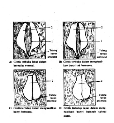 Gambar 7 Macam-macam Posisi Glotis 