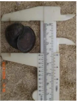 Gambar 11. Cara pengukuran tinggi cangkang keong murbei 
