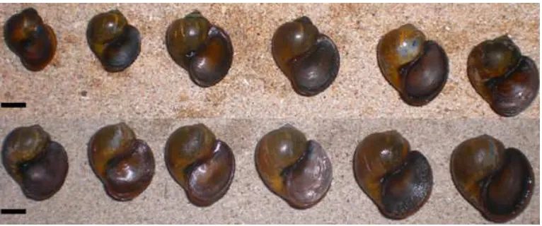 Gambar 13. Variasi ukuran cangkang keong murbei coklat (       =1 cm) 