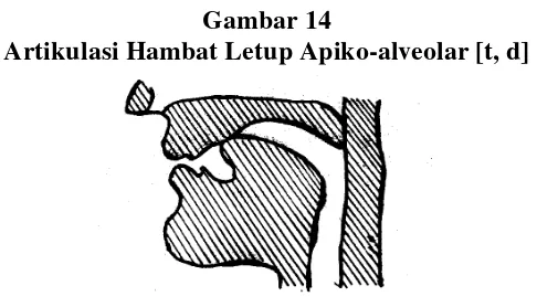 Gambar 14 Artikulasi Hambat Letup Apiko-alveolar [t, d] 