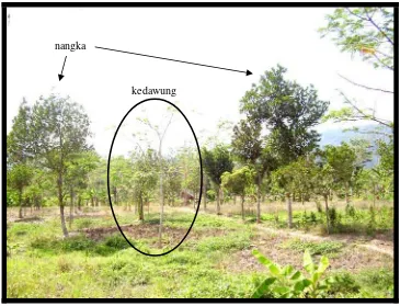 Gambar 3 Kedawung (Parkia timoriana D.C. Merr.) di lahan rehabilitasi 