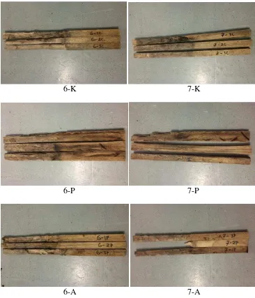 Gambar 7 Keragaan kayu Jati cepat tumbuh umur 6 dan 7 tahun setelah uji kubur selama 3 bulan (K = kontrol, A = diawetkan, dan P = dipadatkan) 