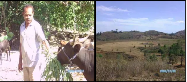 Gambar 9 Pemberian pakan ternak dan  lokasi penggembalaan liar 