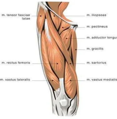 Gambar 2.2 Grup otot quadriceps femoris (Watson, 2002) 