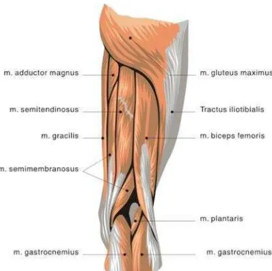 Gambar 2.3 Grup otot hamstring (Watson, 2002) 