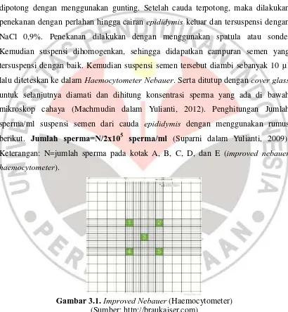 Gambar 3.1.  Improved Nebauer (Haemocytometer) 