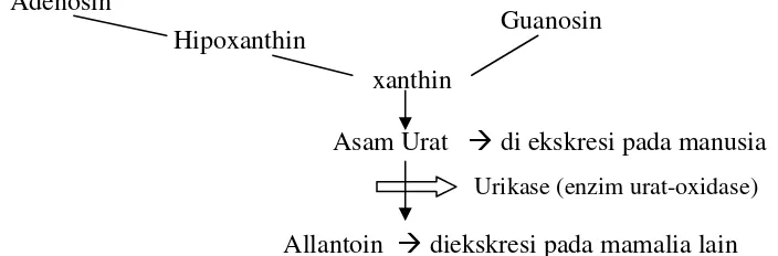 Gambar 1: Sintesis dan Pemecahan Asam Urat (Ganong, 2002). 