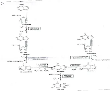 Gambar 2. Pembentukan Asam Urat dari Nukleotida Purin Melalui Basa Purin        Hipoxantin, Xantin dan Guanin (Stryer, 2000) 