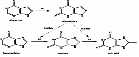 Gambar 4. Mekanisme Allopurinol Terhadap Enzim Xanthin Oksidase pada 