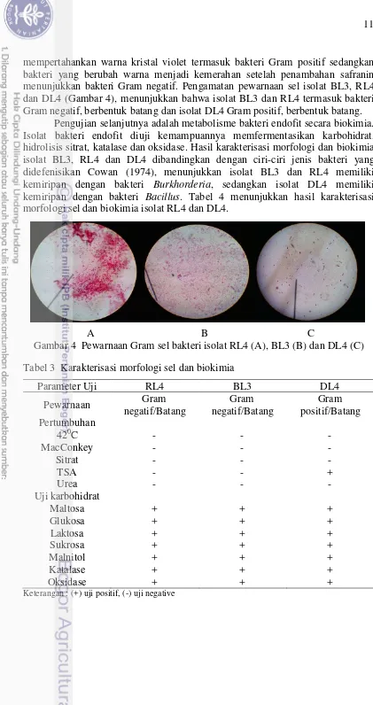 Gambar 4  Pewarnaan Gram sel bakteri isolat RL4 (A), BL3 (B) dan DL4 (C) 