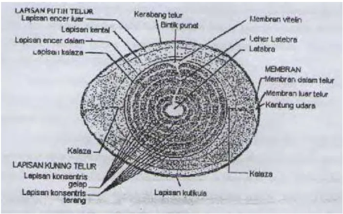 Gambar 1. Struktur Telur menurut Stadelman dan Cotterill (1995) 