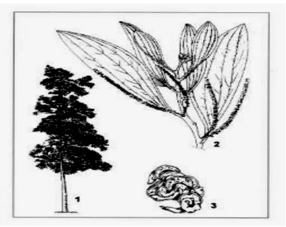 Gambar 2. Tumbuhan Akasia (1. Pohon: 2. Bunga: 3. Polong) 