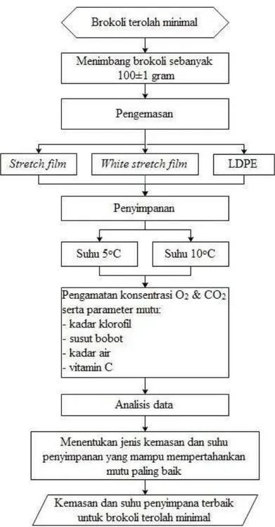 Gambar 6  Diagram alir tahap 2: Pengemasan brokoli terolah minimal 