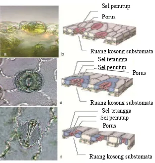 Gambar 3. Tipe-tipe stomata 