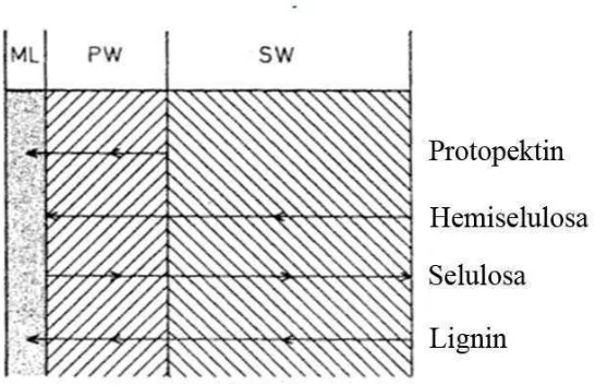 Gambar 12.  Penyebaran komponen serat pada dinding sel :  Arah panah menunjukkan meningkatnya konsentrasi komponen (ML=Mittellamela, PW=dinding primer sel, SW= Dinding sekunder sel) (Frohne 1985) 