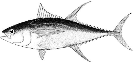 Gambar 1. Ikan Tuna (Thunnus Sp.) 