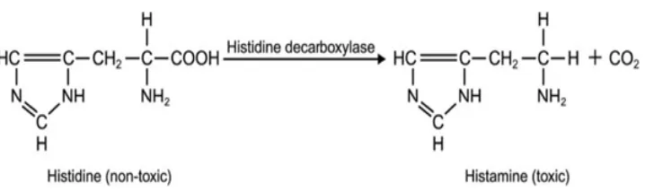Gambar 5. Reaksi perubahan histidin menjadi histamin    (McLauchlin et al. 2005) 