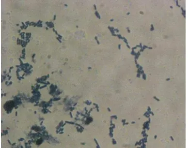 Gambar 1.  Lactobacillus plantarum 1A5 Sumber: Permanasari (2008) 