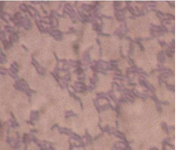 Gambar 5.  Morfologi Lactobacillus plantarum 1A5 