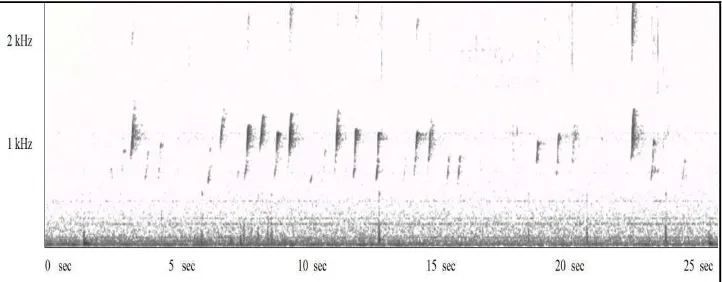 Gambar 17. Spektogram suara jantan dewasa (male song bout) 