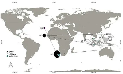 Figure 2.2 Model of connectivity pattern of leatherback turtle in Indonesia 