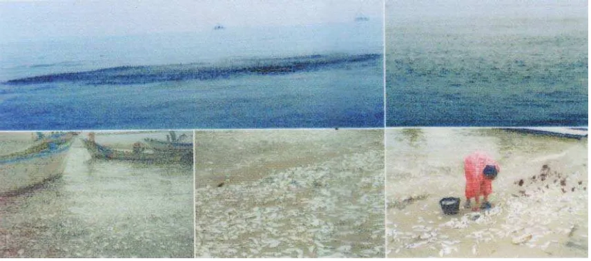 Gambar 1. Kematian massal ikan akibat harmful alge bloom pada bulan April dan Juni 2005 (Wouthuyzen, 2006) 