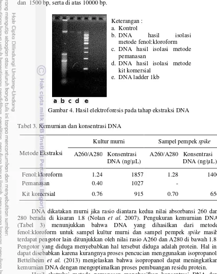 Gambar 4. Hasil elektroforesis pada tahap ekstraksi DNA  