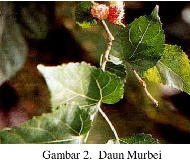Gambar 2.  Daun Murbei  
