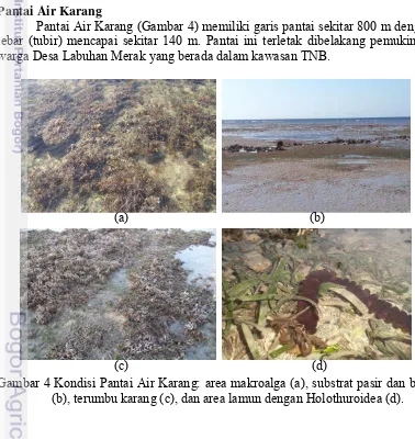 Gambar 4 Kondisi Pantai Air Karang: area makroalga (a), substrat pasir dan batu (