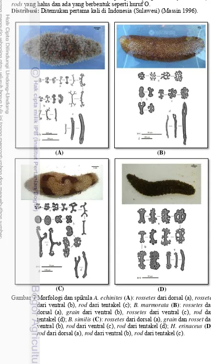 Gambar 7 Morfologi dan spikula A. echinites (A): rossetes dari dorsal (a), rossetes 
