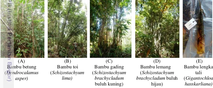 Gambar 7  Jenis-jenis bambu yang digunakan oleh masyarakat Dayak Iban-Désa 