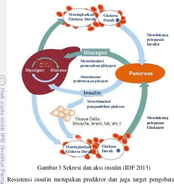 Gambar 3 Sekresi dan aksi insulin (IDF 2013) 