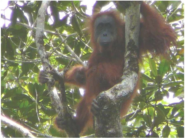 Gambar 2. Orangutan Sumatera 