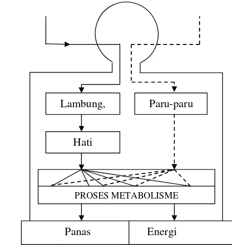 Gambar 2.2 Proses Metabolisme Tubuh i