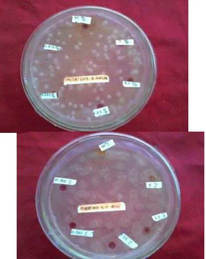 Gambar 2. Ekstrak biji tanaman yang tidak menunjukkan zona hambat terhadap pertumbuhan bakteri X