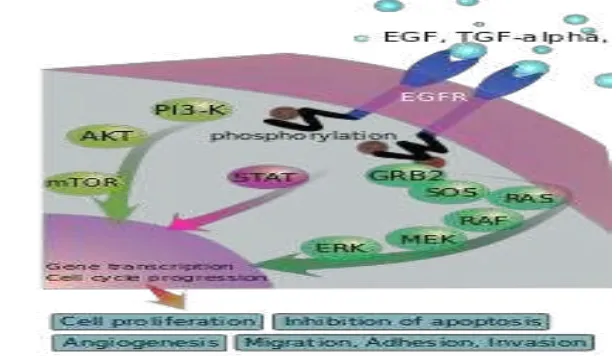 Gambar 1 Mekanisme transduksi sinyal oleh EGFR (West et al. 2008). 