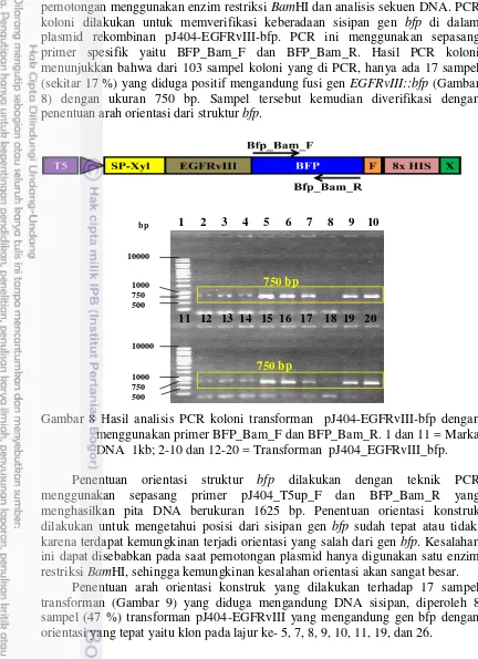 Gambar 8 Hasil analisis PCR koloni transforman  pJ404-EGFRvIII-bfp dengan 