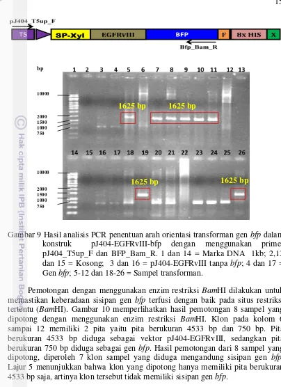 Gambar 9 Hasil analisis PCR penentuan arah orientasi transforman gen bfp dalam  